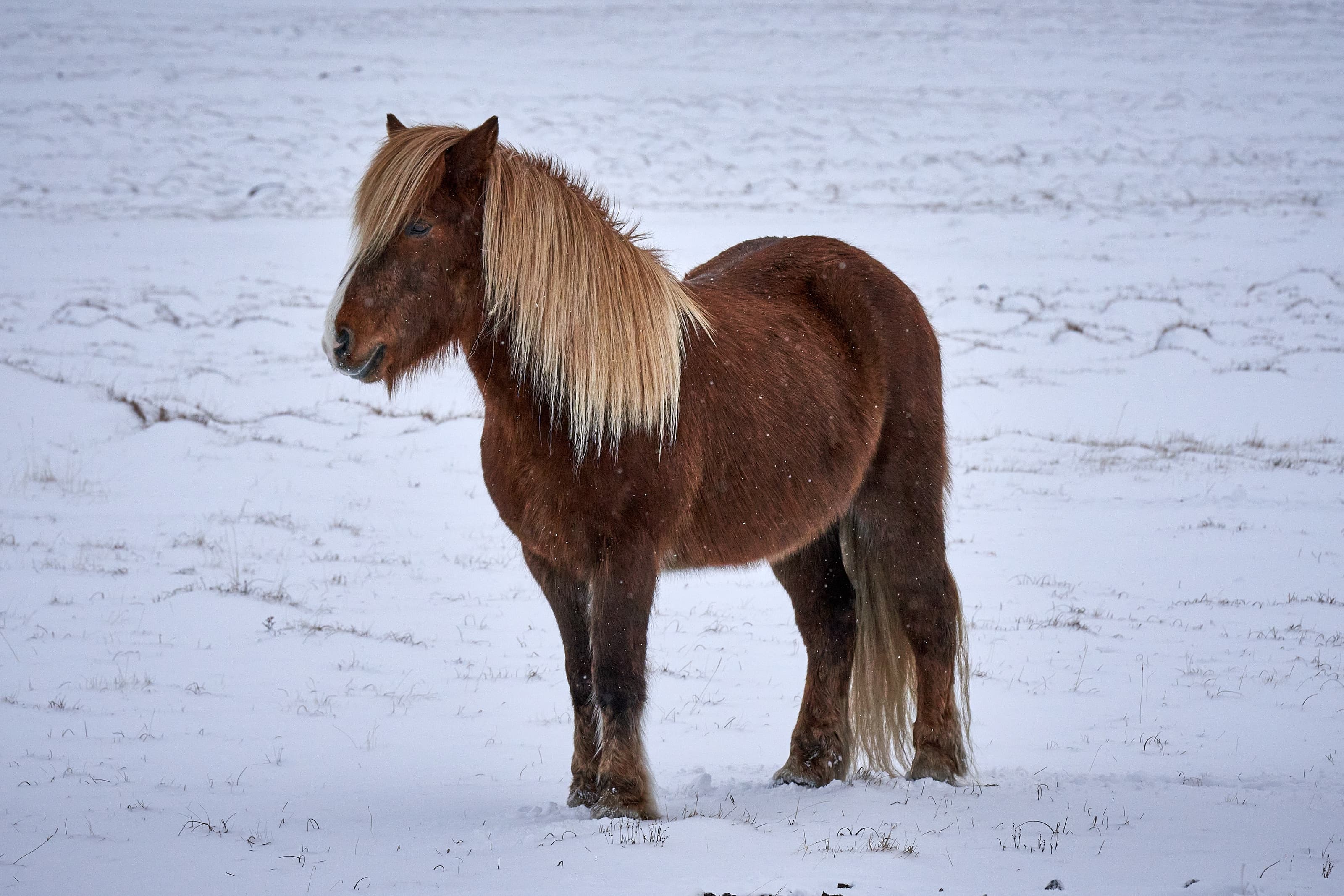 Icelandic Horse
